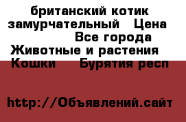 британский котик замурчательный › Цена ­ 12 000 - Все города Животные и растения » Кошки   . Бурятия респ.